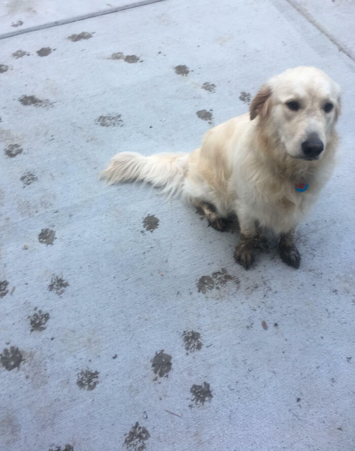 Golden retriever with muddy paws sitting on concrete surrounded by dirty paw prints showing pet owner shame online.