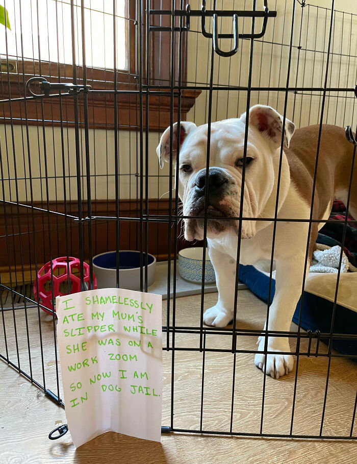 Bulldog in a crate with a handwritten sign, part of pet owners shaming their pets online for naughty behavior.