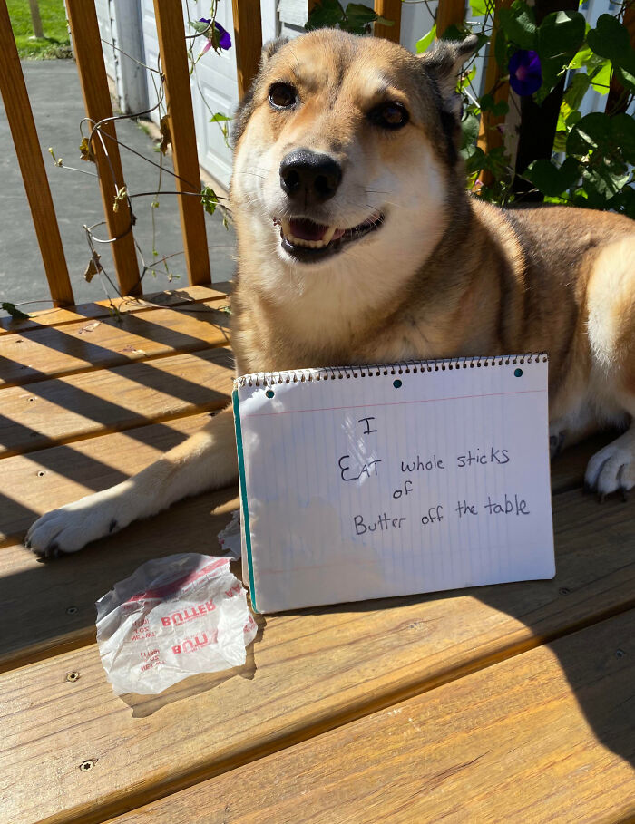 Smiling dog lying on wooden porch next to a sign confessing to eating whole sticks of butter, pet shame concept.