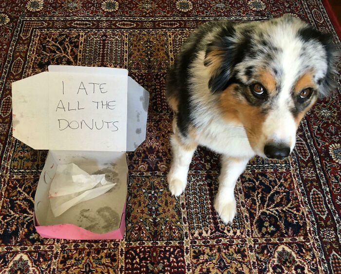 Dog sitting next to empty donut box with a sign saying I ate all the donuts, pet owners online shame pets photo.