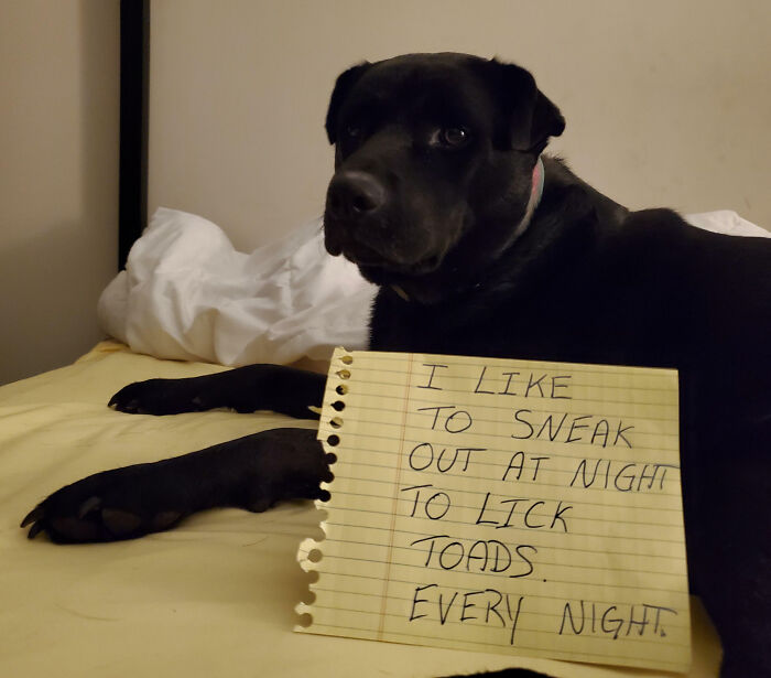 Black dog lying on a bed with a pet shame sign about sneaking out at night to lick toads, showing pet owner humor.