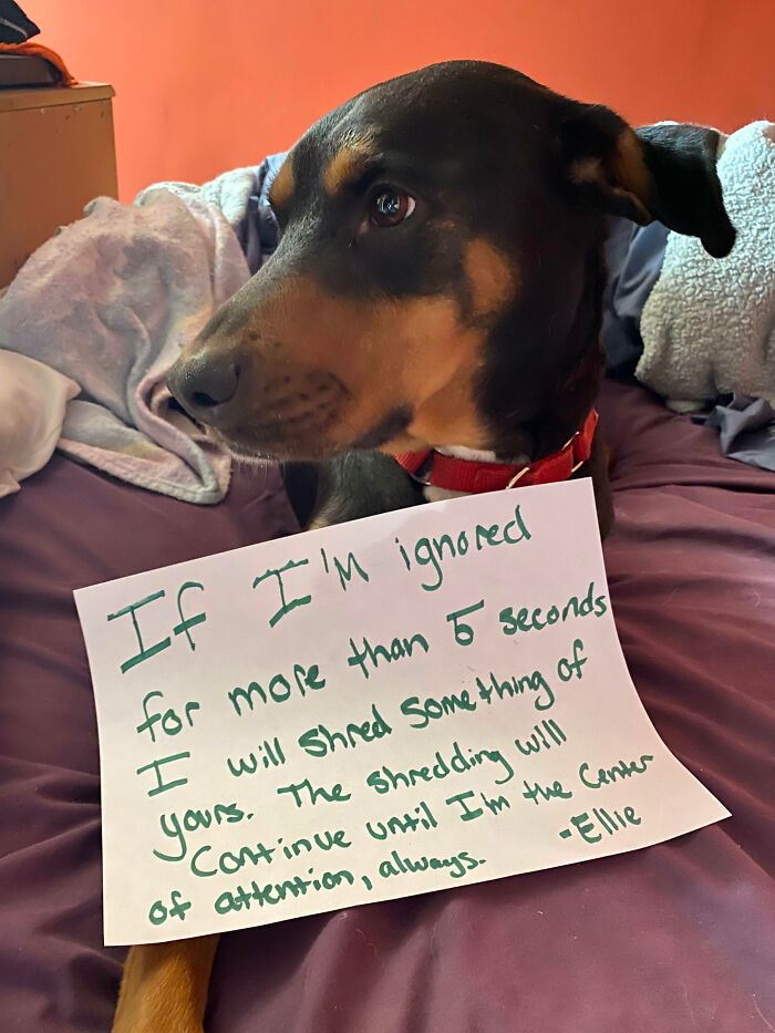 Dog with a red collar lying on a bed holding a sign, part of pet owners shaming their pets online collection.