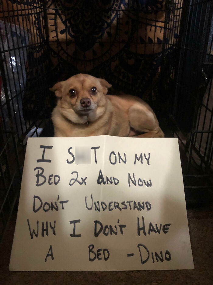 Pet shaming showing a dog in a crate with a sign about misbehaving while owners share funny pet moments online.