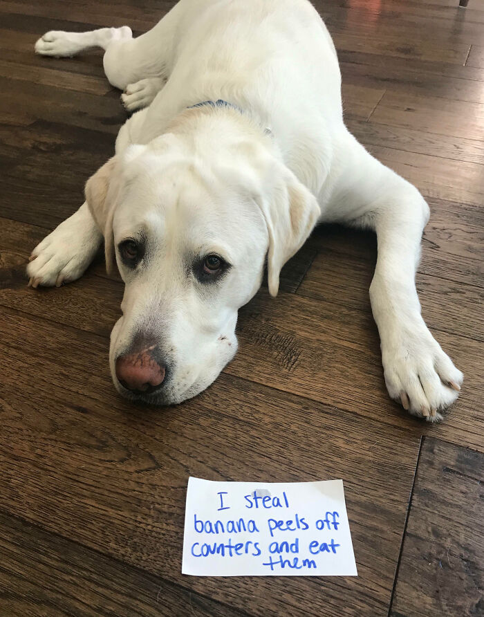 White Labrador lying on wooden floor next to a sign for pet shaming about stealing and eating banana peels.