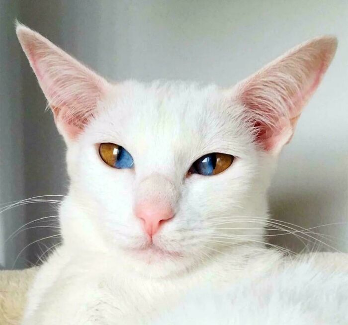 White cat with heterochromia eyes, one blue and one amber, looking directly at the camera, suggesting alien-like features.