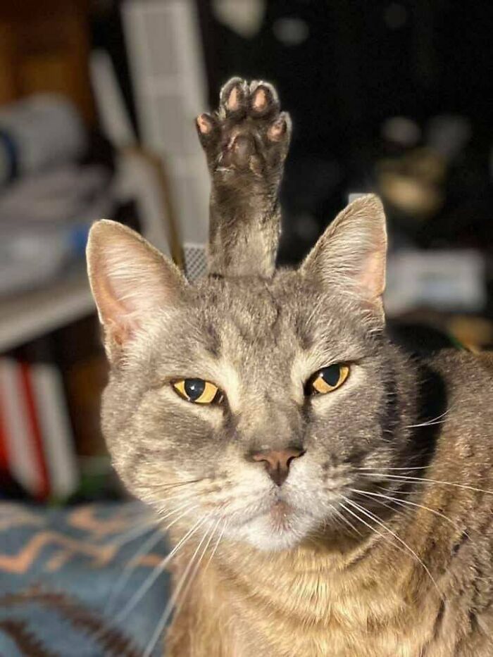 Gray tabby cat with a raised paw behind its head, showing unusual pose that hints cats might be aliens mystery.