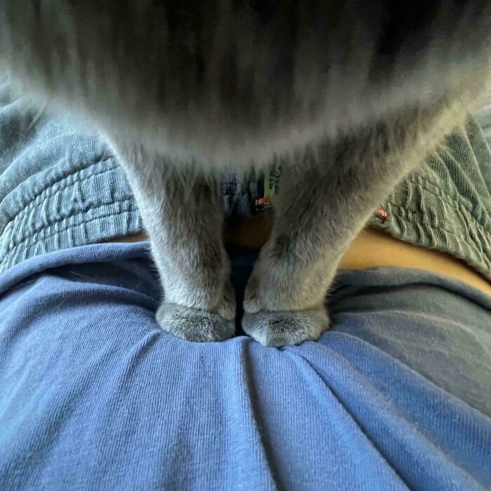 Gray cat’s paws on person's lap with casual clothing, illustrating quirky cat behavior for cats might actually be aliens topic.