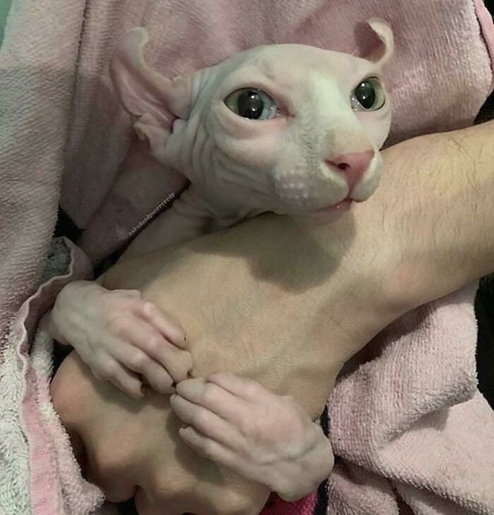 Hairless Sphynx cat with large eyes and wrinkled skin held by a person, showcasing unusual alien-like features.