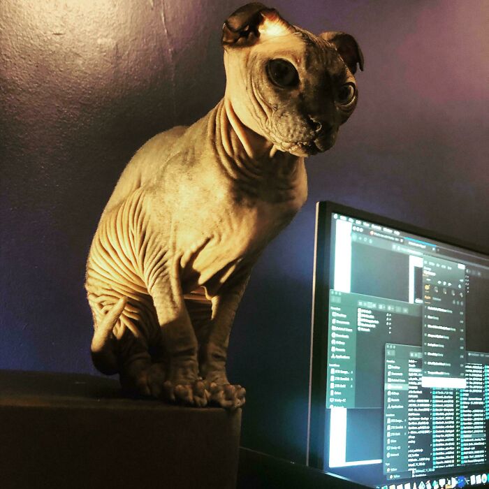 Hairless cat with large eyes sitting near a computer screen, highlighting cats alien-like appearance and behavior.