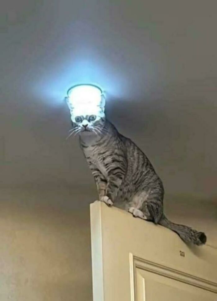Cat sitting on a door with a glowing ceiling light above its head, resembling an alien or futuristic scene.