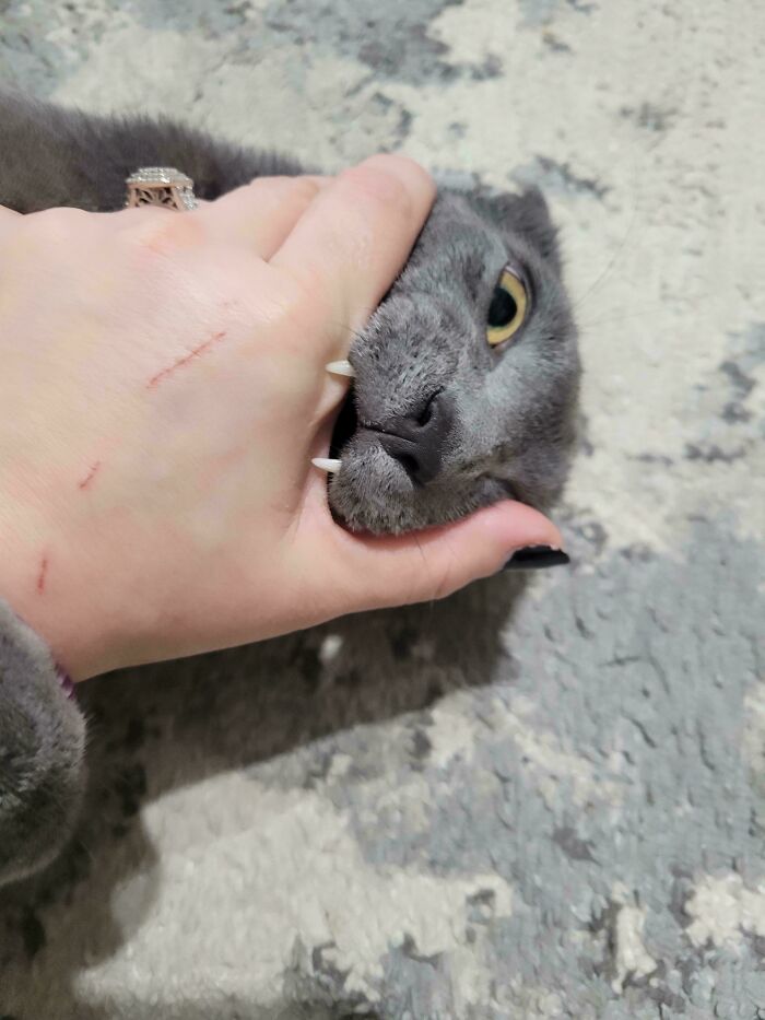 Gray cat biting a hand showing sharp feline teeth and scratches, illustrating cats might actually be aliens humorously.