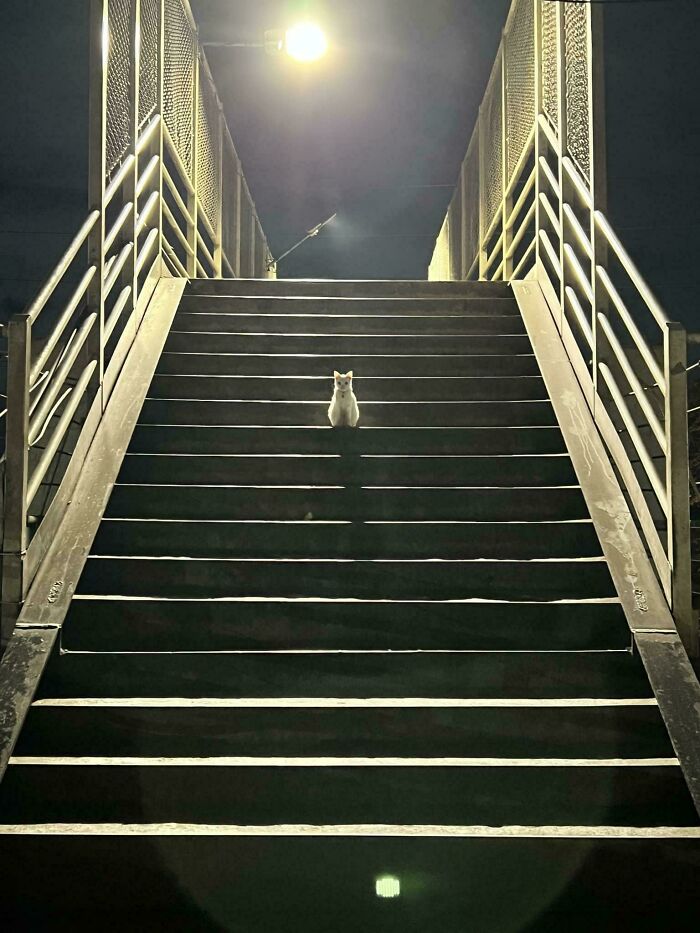 Cat sitting alone on stairs at night under bright light, hinting at mysterious alien-like appearance.