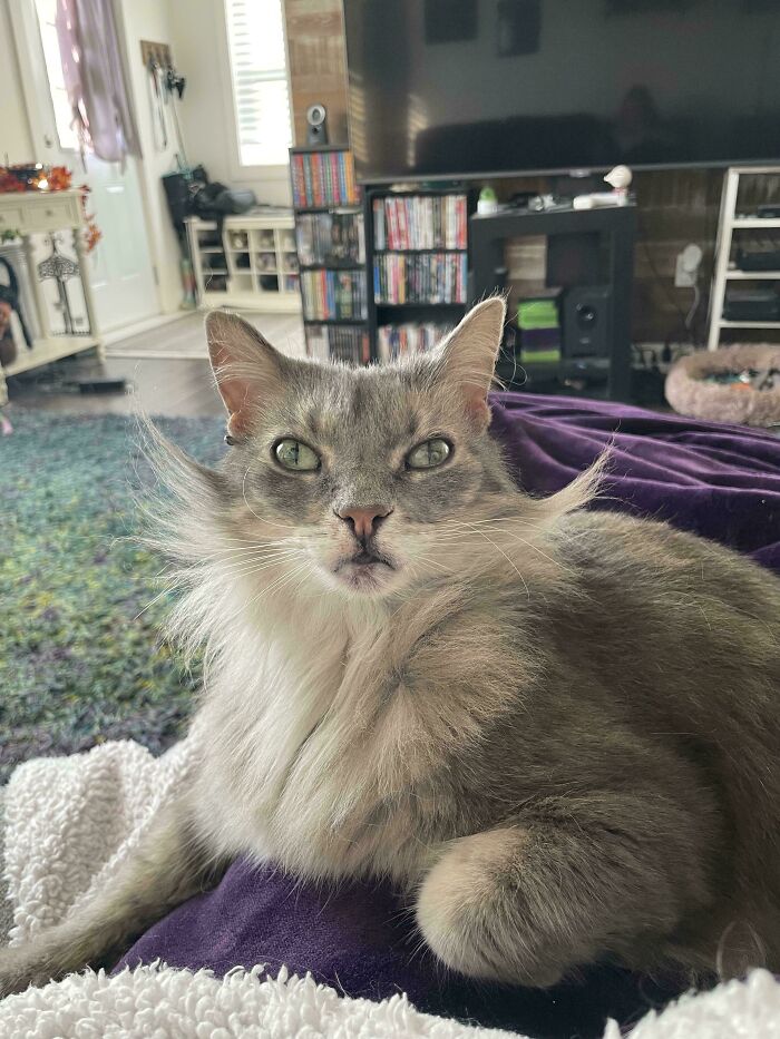 Gray long-haired cat with striking eyes and whiskers fanned out, resting indoors on a blanket near living room furniture.