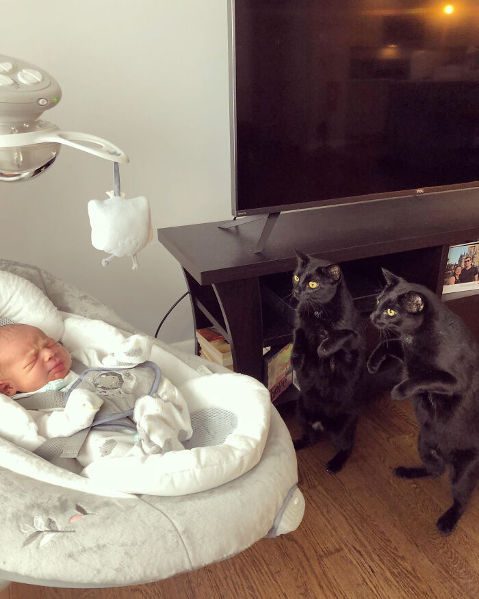 Two black cats standing upright watching a baby in a cozy baby swing, hinting at cats as aliens concept.