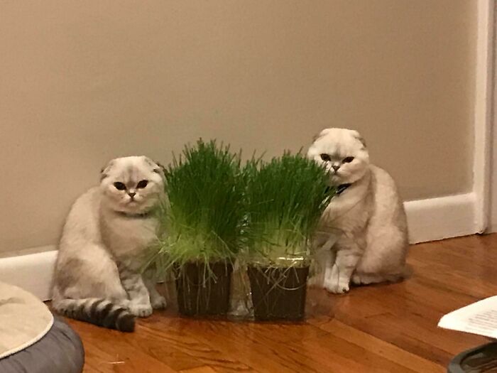 Two cats with folded ears sitting on wooden floor behind pots of grass, hinting at cats as mysterious aliens.