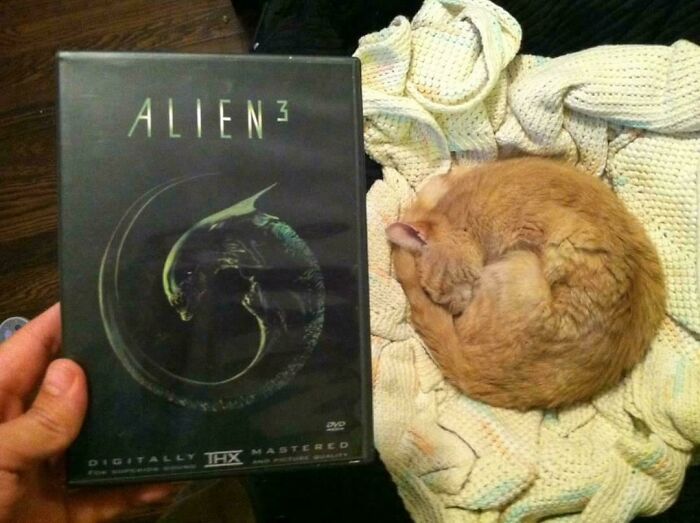 DVD case of Alien 3 held beside a curled up orange cat on a blanket, hinting cats might be aliens.