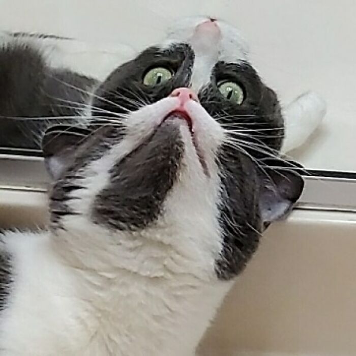 Black and white cat with green eyes staring upwards, reflecting in a mirror, hinting at mysterious alien-like qualities.