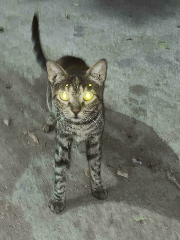 Tabby cat with glowing yellow eyes standing on a concrete floor, giving an alien-like appearance.