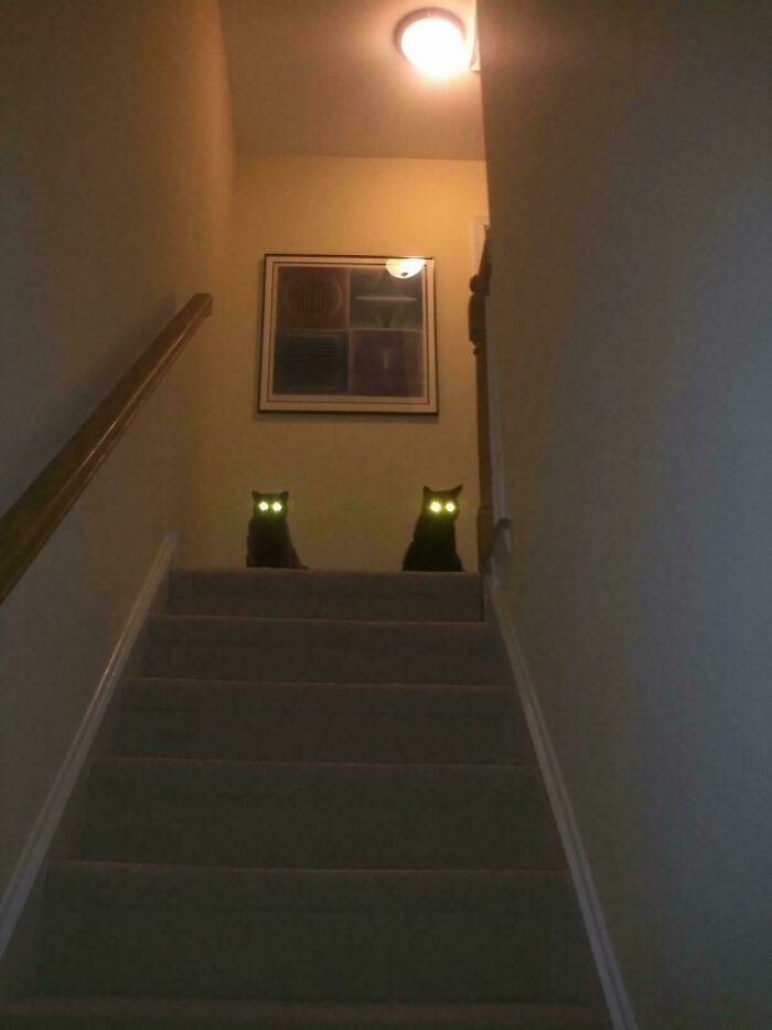 Two cats with glowing eyes sitting at the top of stairs in a dimly lit home, resembling alien creatures.