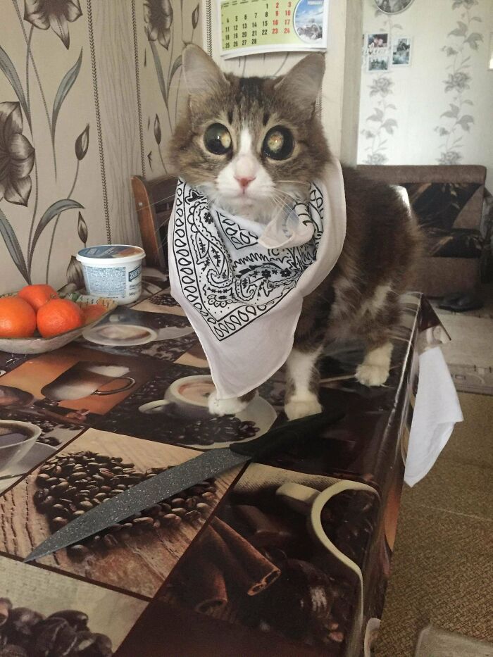 Cat with large eyes wearing a bandana on a kitchen table near a knife, illustrating strange and alien-like behavior.