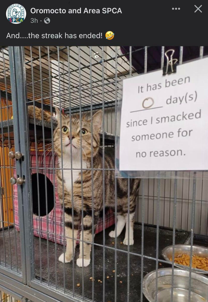 Tabby cat in a cage at SPCA with a humorous sign, part of pet owners online shame for naughty pets content.