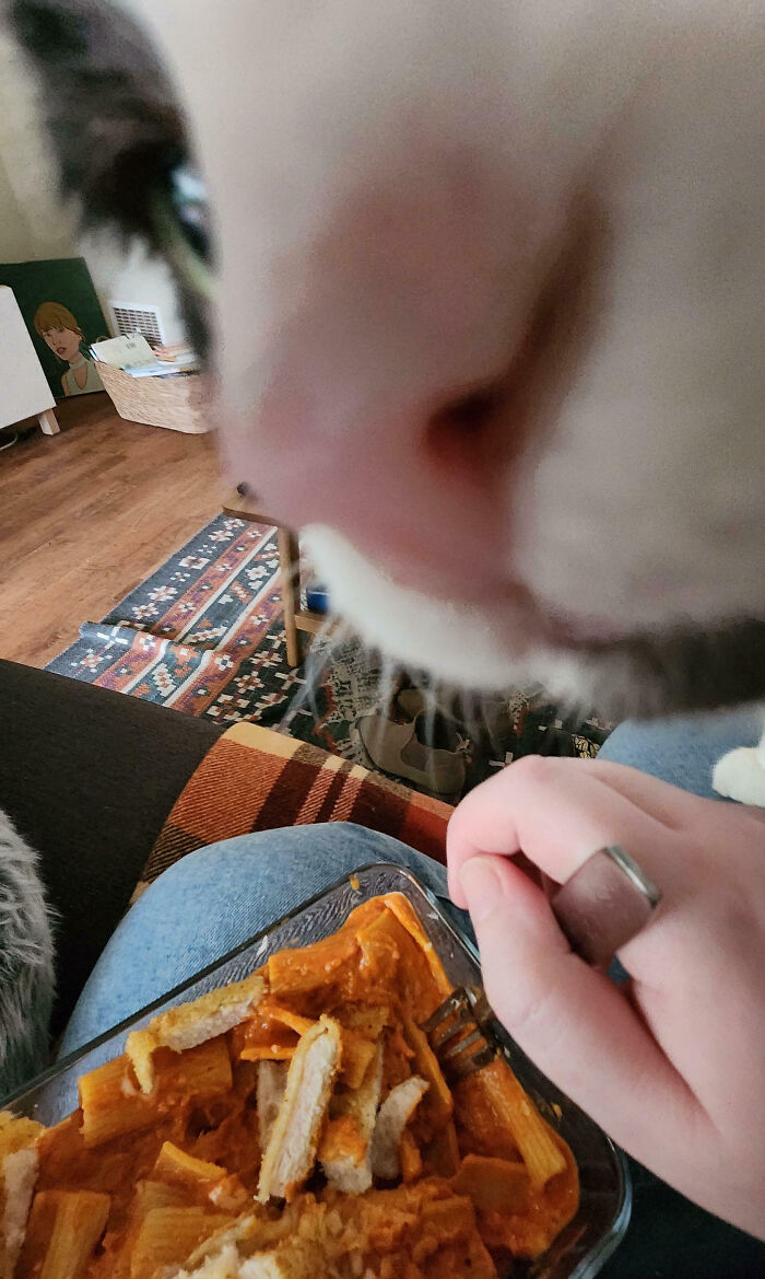 Close-up of a curious pet nose approaching food held by owner, showing typical pet behavior owners shame online