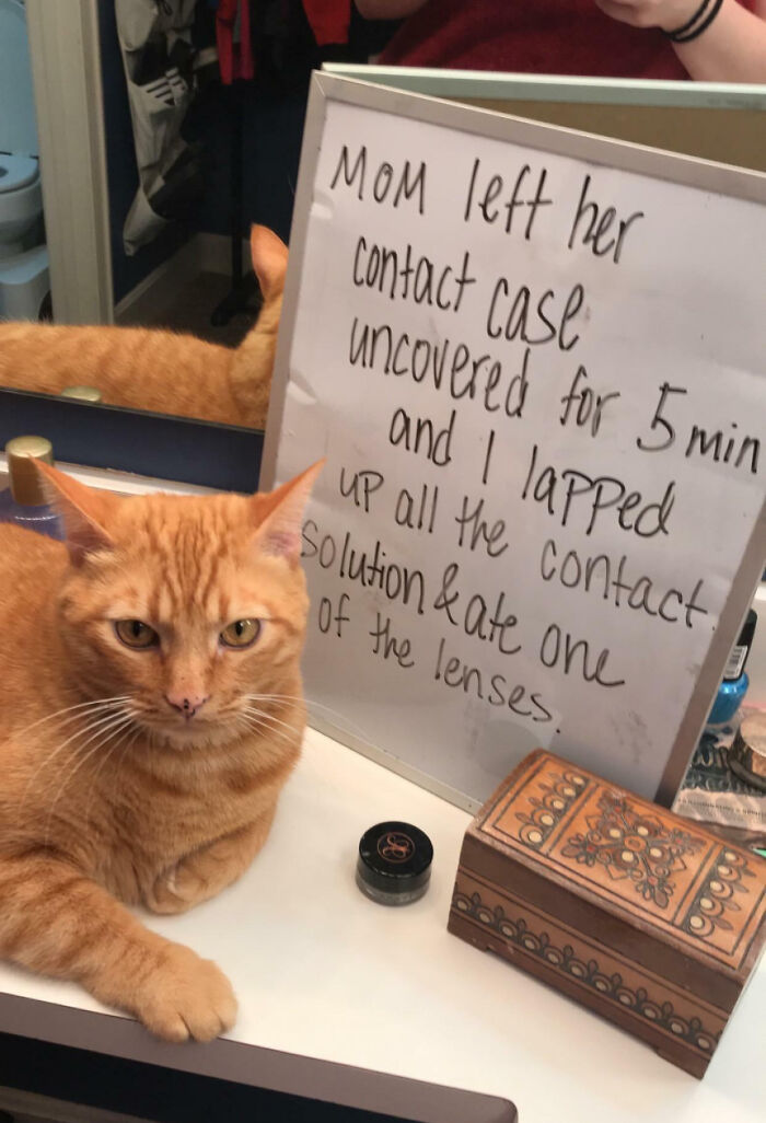 Orange cat sitting next to a whiteboard pet shaming note about eating contact solution and lenses.