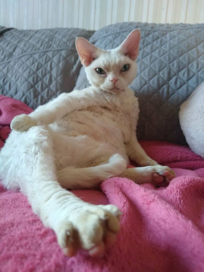 White cat with large ears lounging with extended paw on a pink blanket, suggesting cats might actually be aliens.