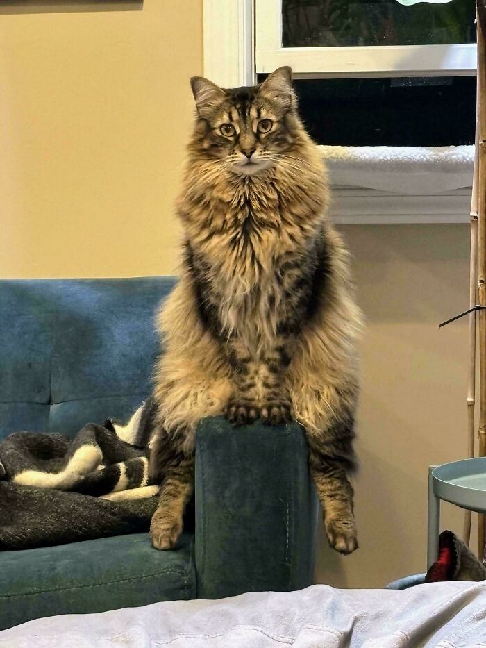 Fluffy brown tabby cat with intense eyes sitting upright on armrest of blue sofa, exuding mysterious alien-like presence.