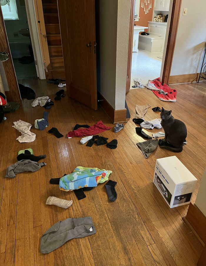 Cat sitting among scattered socks and clothes on a wooden floor, an example of pet owners shaming their pets online.
