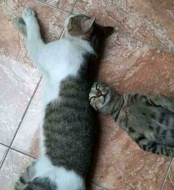 Two cats laying on a tiled floor, one with an unusual face position, showcasing alien-like cat behavior.