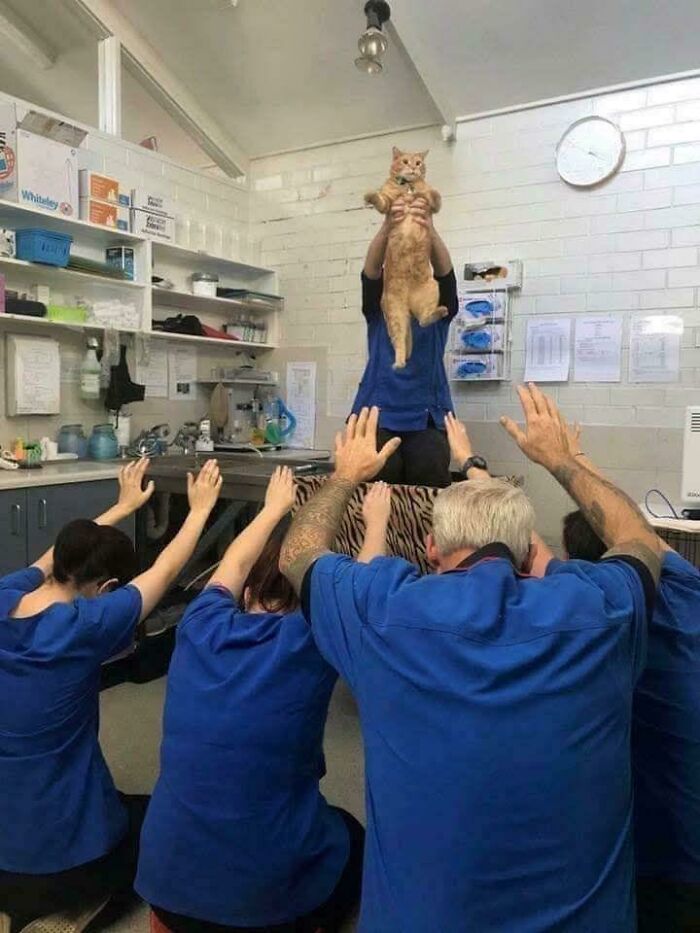 A group of people in blue uniforms raising hands toward a person holding a ginger cat, suggesting cats might be aliens.
