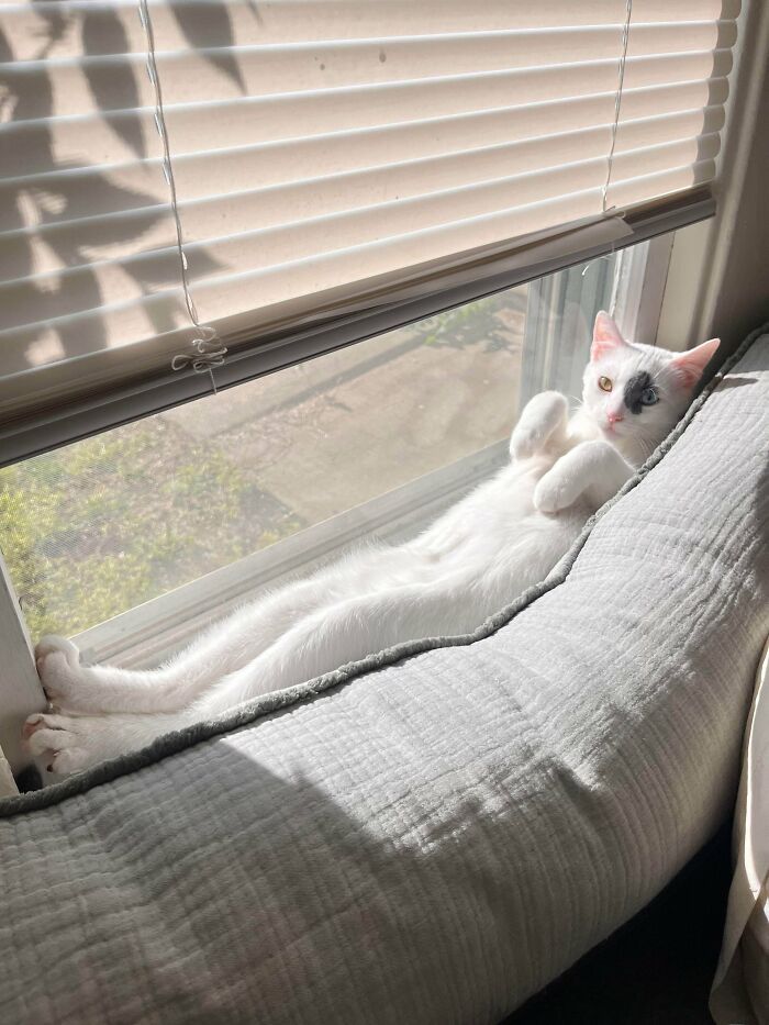 White cat with unique dark marking on face lying stretched out on a windowsill in sunlight, showing alien-like pose.