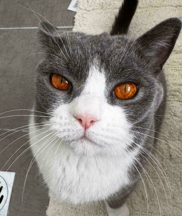 Close-up of a gray and white cat with striking amber eyes, showcasing the curious and mysterious traits often linked to cats aliens.