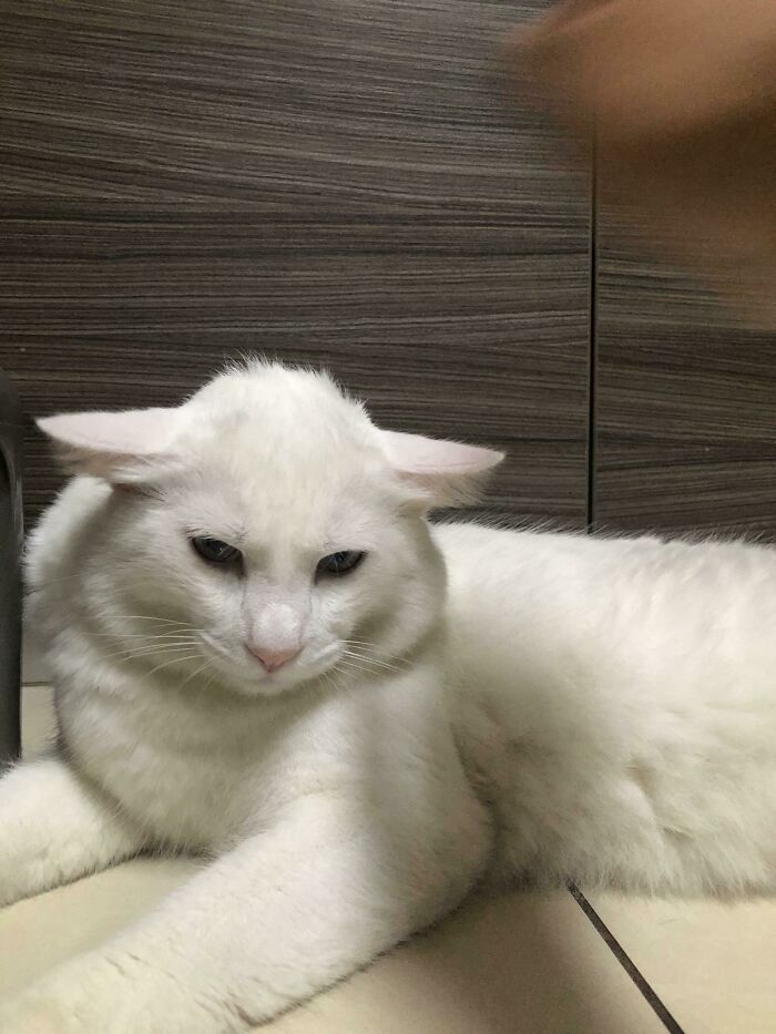 White cat with ears flattened, lying on tiled floor against a wooden wall, showing unusual alien-like appearance.