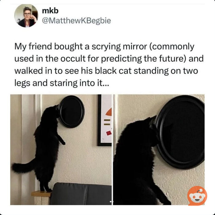 Black cat standing on two legs and staring into a scrying mirror, a strange behavior hinting cats might actually be aliens.