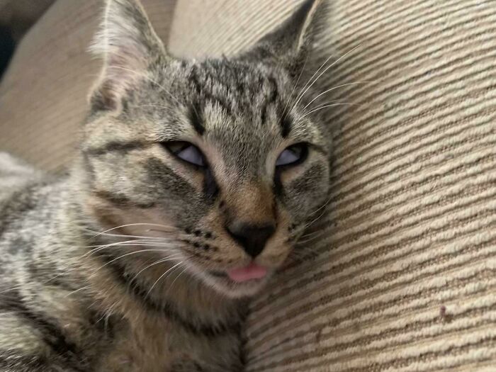 Close-up of a cat with unusual eyes and tongue out, showing why cats might actually be aliens in quirky photos.