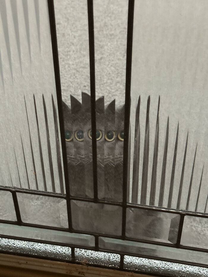 Black cat behind textured glass with distorted multiple eyes, creating a mysterious alien-like appearance related to cats and aliens.