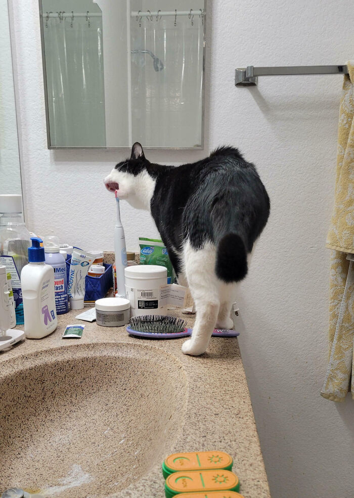 Black and white cat on bathroom counter biting an electric toothbrush in a pet owner online shame moment.