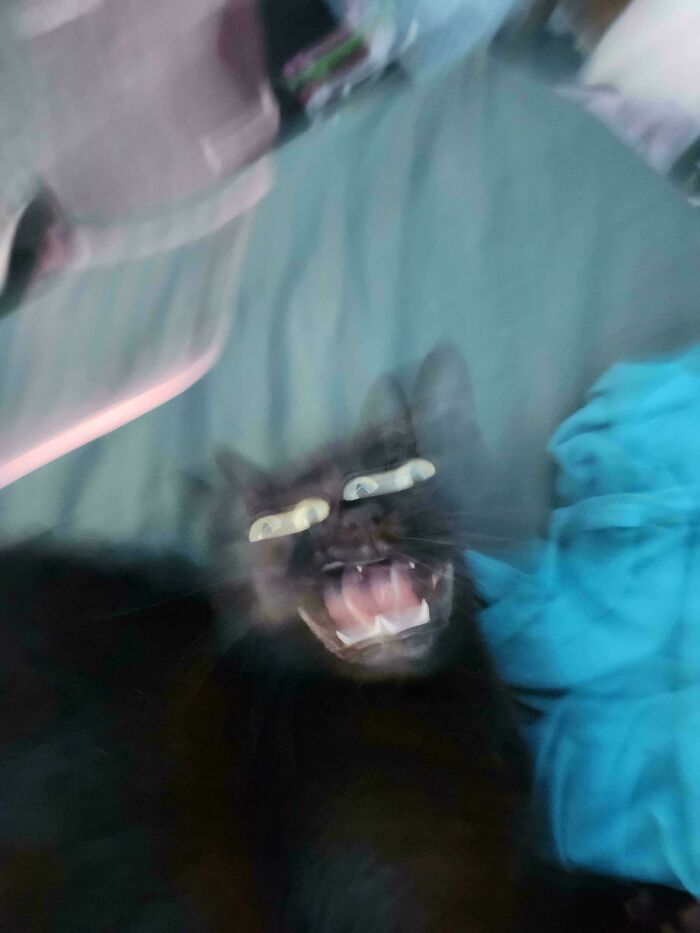 Blurry black cat with glowing eyes and open mouth, captured in motion, looking like an alien creature indoors.