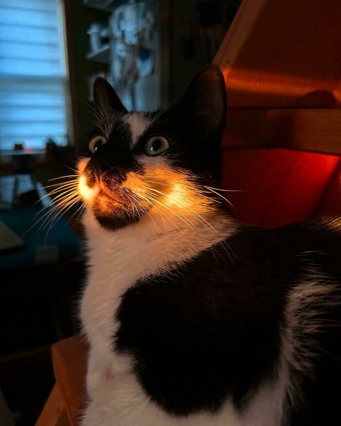 Black and white cat with glowing face in dim light, capturing a mysterious and alien-like appearance indoors.