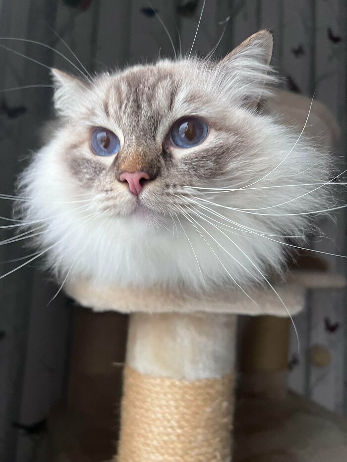 Fluffy cat with striking blue eyes perched on a scratching post, looking curious and mysterious like an alien.