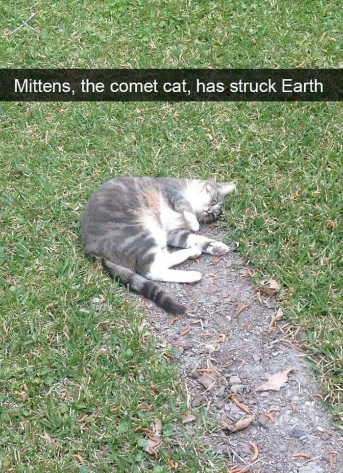 Cat lying on grass and dirt strip, humorously captioned as a comet cat proving cats might actually be aliens.