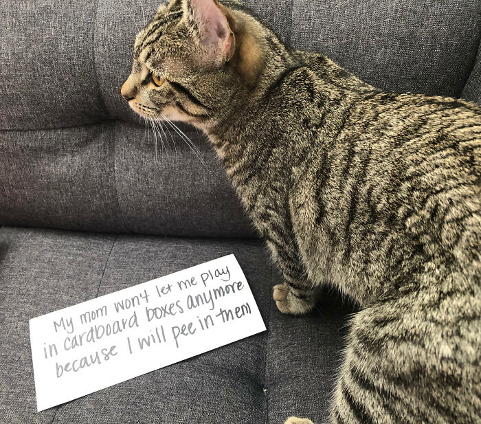 Tabby cat on gray couch with a pet shame sign about peeing in cardboard boxes, part of online pet shaming posts.