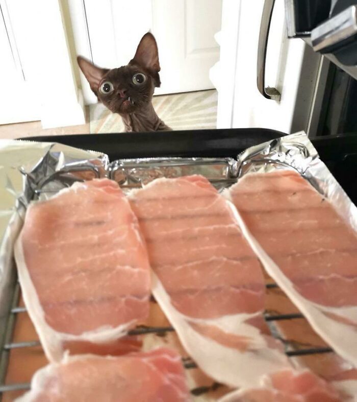 Curious cat with wide eyes peeking over stove at uncooked bacon, showcasing unusual and alien-like expression.