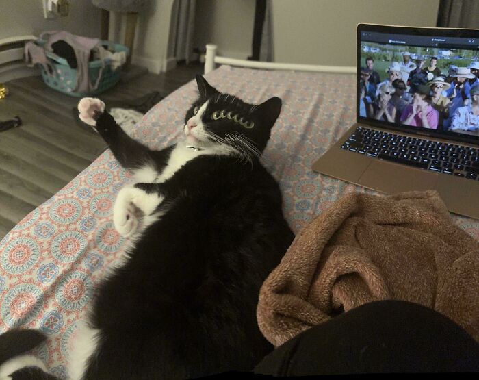 Black and white cat lying on bed next to laptop with unusual paw gesture, suggesting cats might actually be aliens.