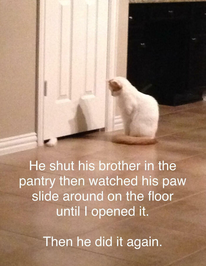 White and orange cat sitting by a closed pantry door with paw sticking out, a pet owner shaming moment captured online.