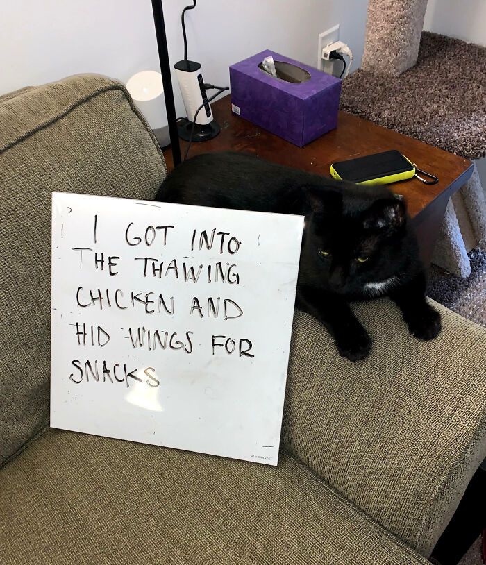 Black cat lying on a couch next to a sign confessing to sneaking chicken wings, pet owners shaming their pets online.