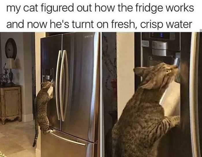 Tabby cat standing on hind legs opens fridge door, proving cats might actually be aliens with strange behaviors.