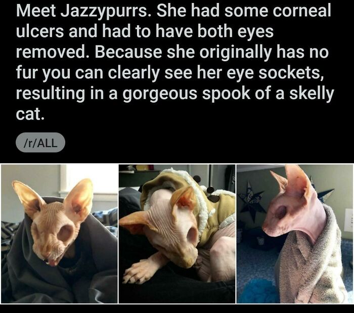 Hairless cat with no eyes showing eye sockets, illustrating strange alien-like features in cats.